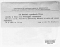Puccinia cynodontis image